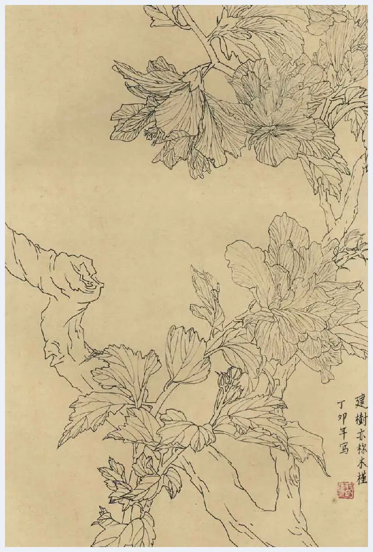 百花图谱大全【白描画】 | 书画资料