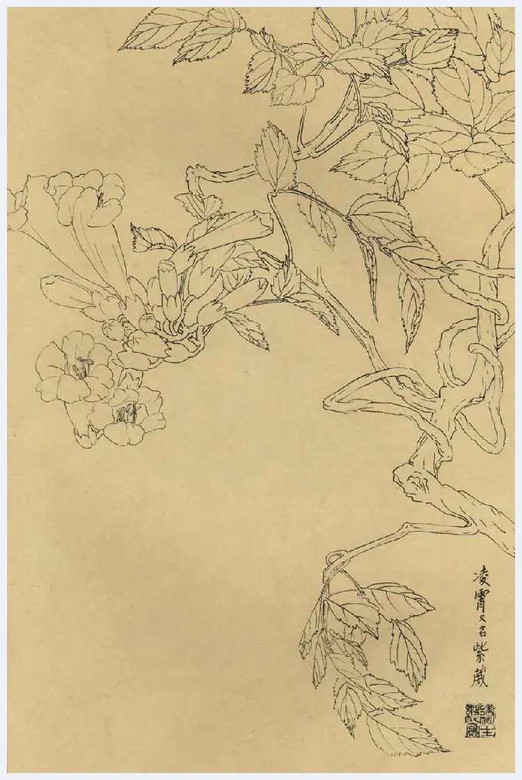 百花图谱大全【白描画】 | 书画资料