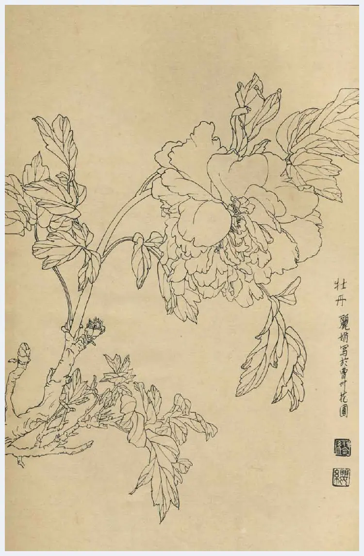 百花图谱大全【白描画】 | 书画资料