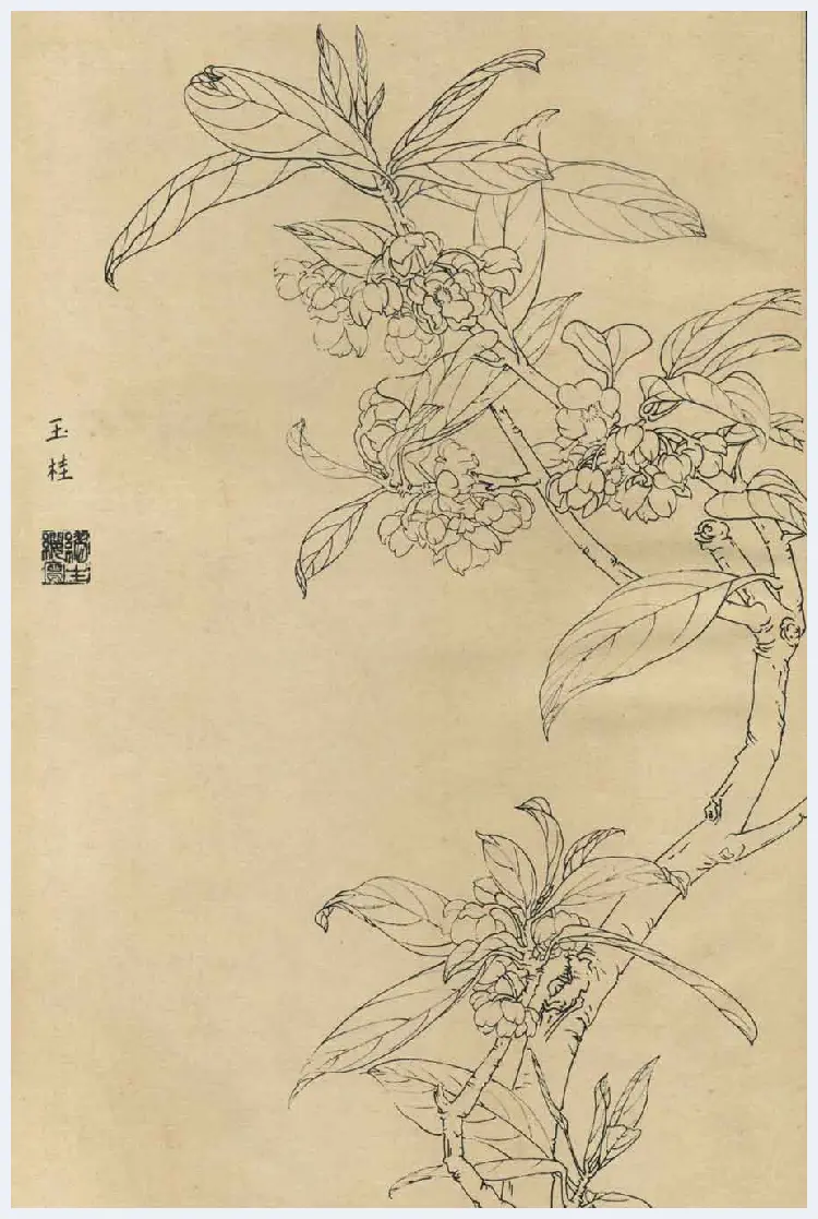 百花图谱大全【白描画】 | 书画资料