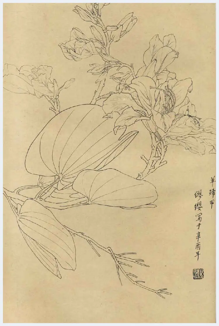 百花图谱大全【白描画】 | 书画资料