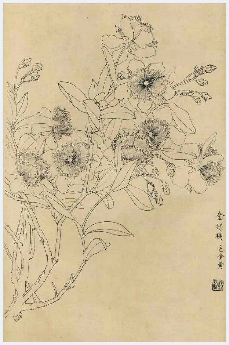 百花图谱大全【白描画】 | 书画资料