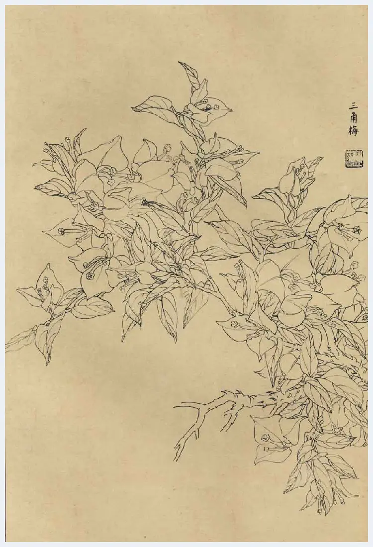 百花图谱大全【白描画】 | 书画资料