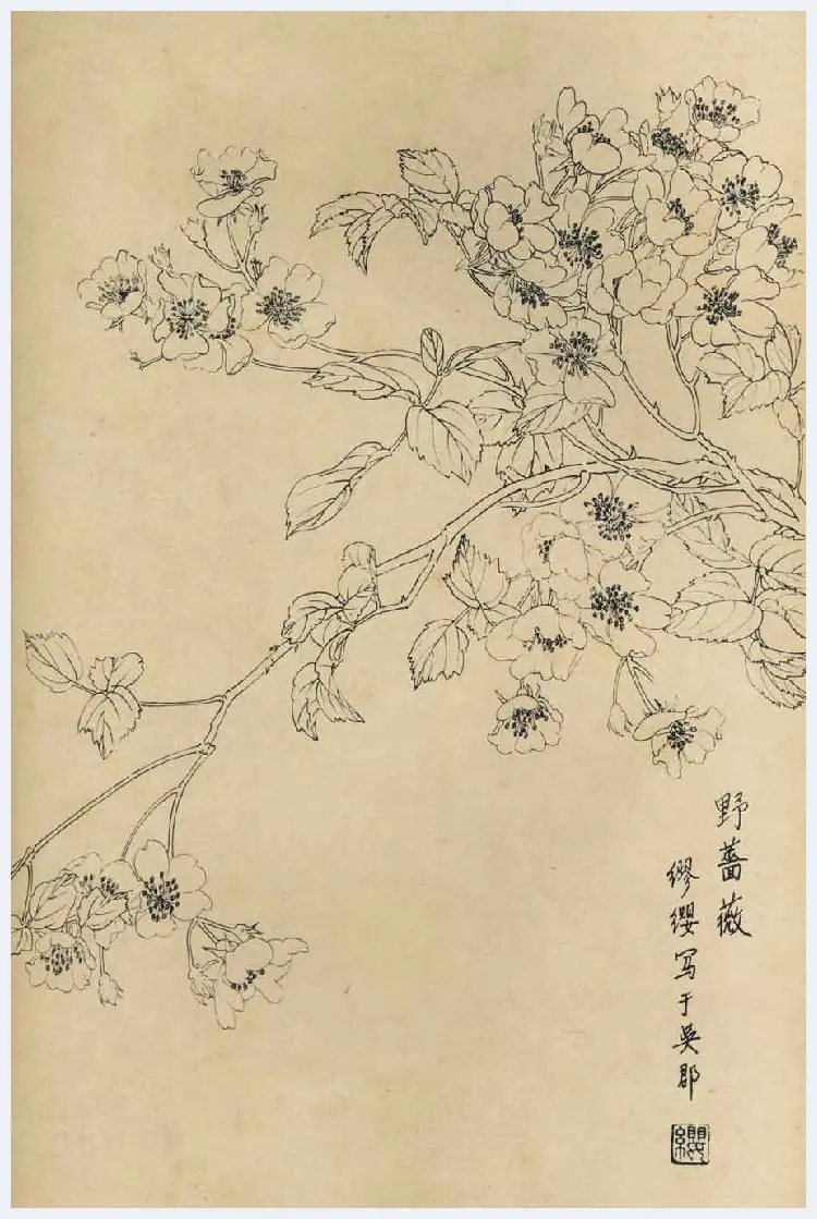 百花图谱大全【白描画】 | 书画资料