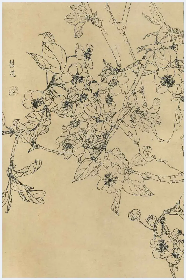 百花图谱大全【白描画】 | 书画资料