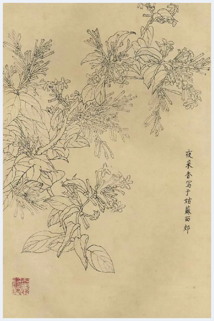 百花图谱大全【白描画】 | 书画资料