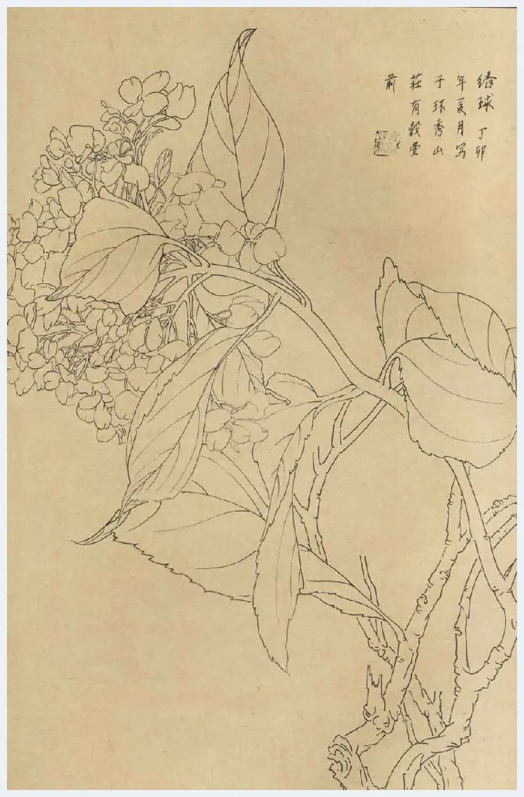 百花图谱大全【白描画】 | 书画资料