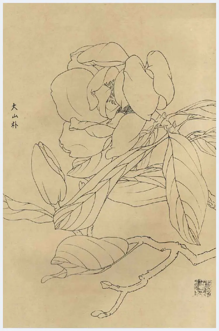 百花图谱大全【白描画】 | 书画资料