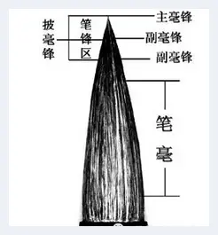 初学者怎么样挑选毛笔 | 书法知识