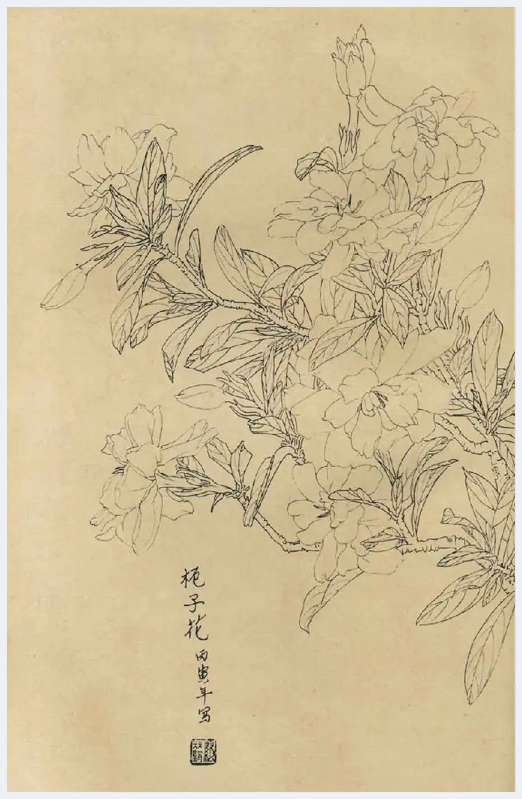 百花图谱大全【白描画】 | 书画资料