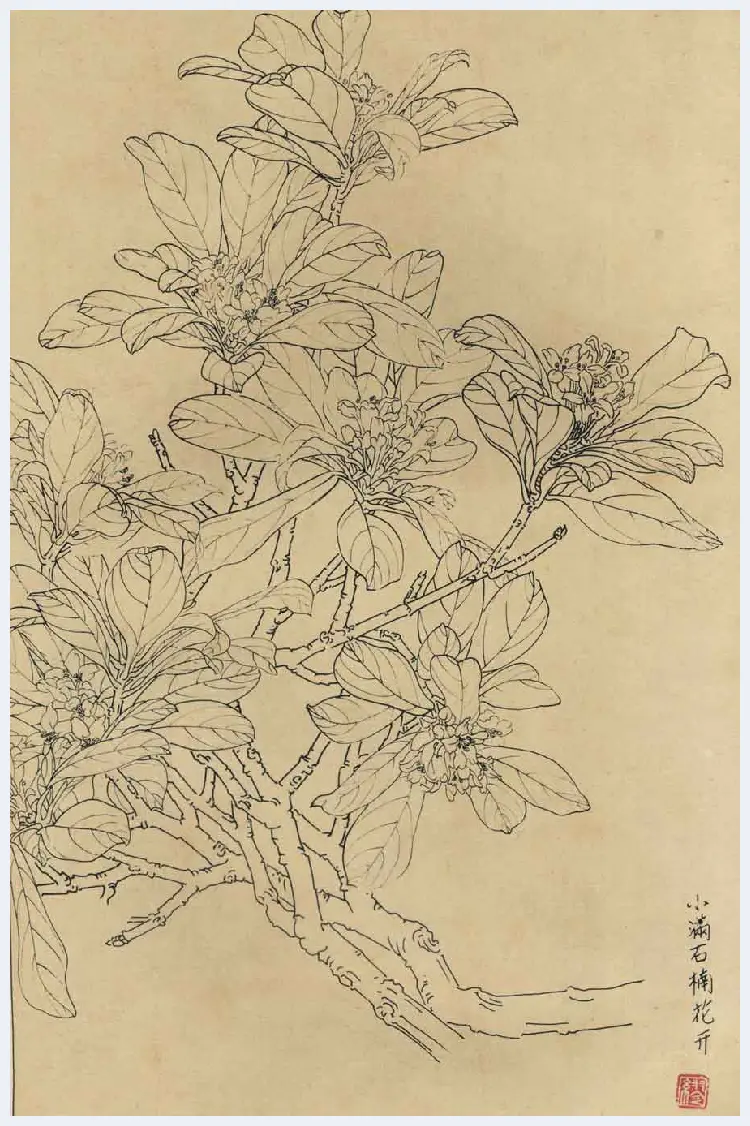 百花图谱大全【白描画】 | 书画资料