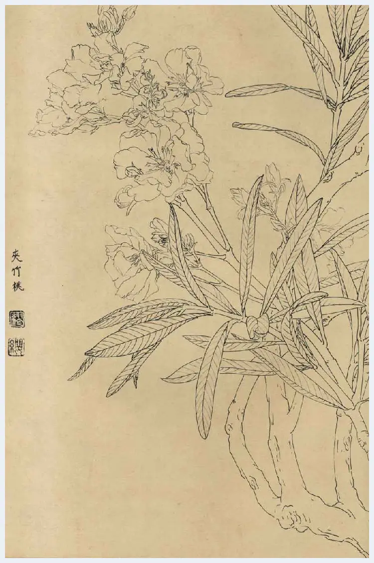 百花图谱大全【白描画】 | 书画资料