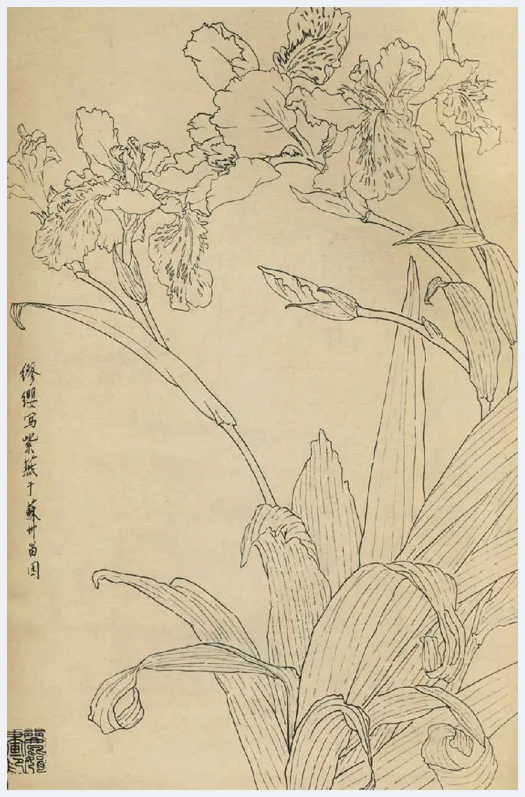 百花图谱大全【白描画】 | 书画资料