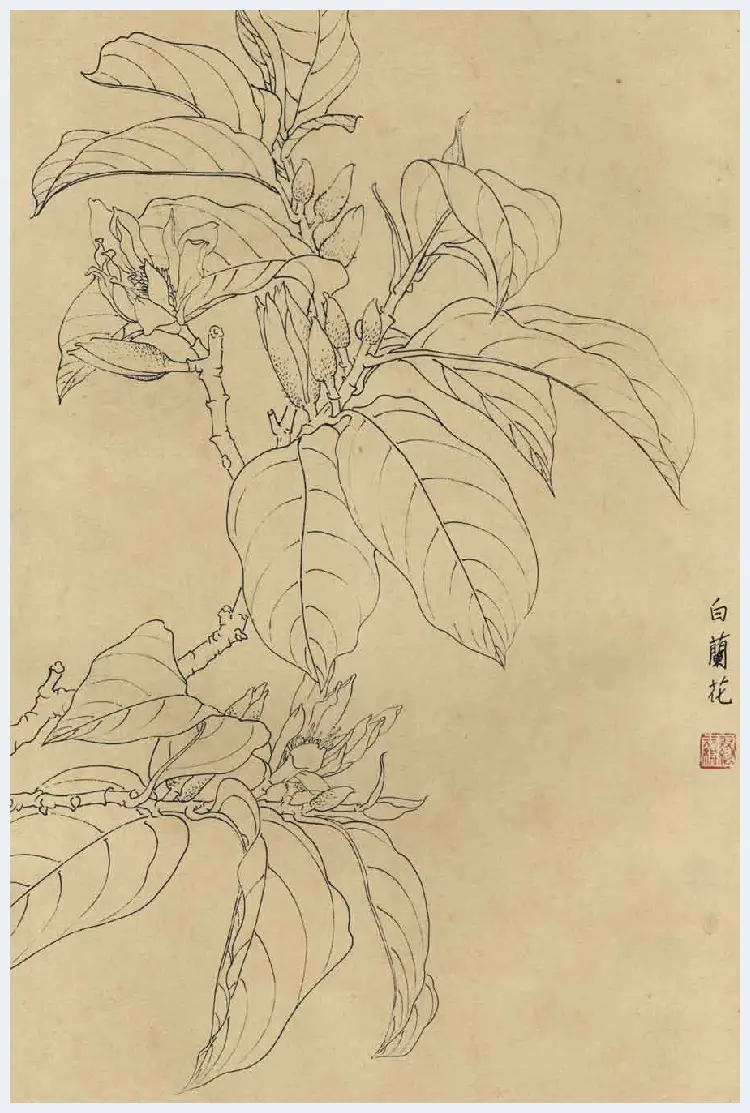 百花图谱大全【白描画】 | 书画资料