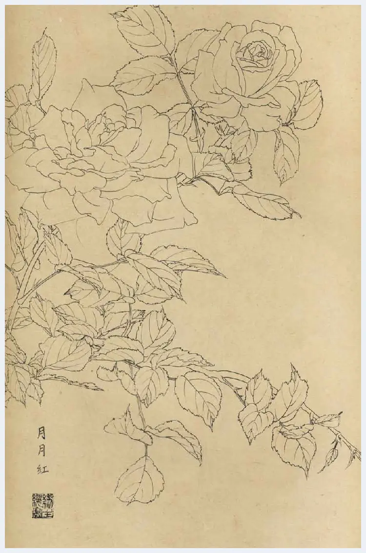 百花图谱大全【白描画】 | 书画资料