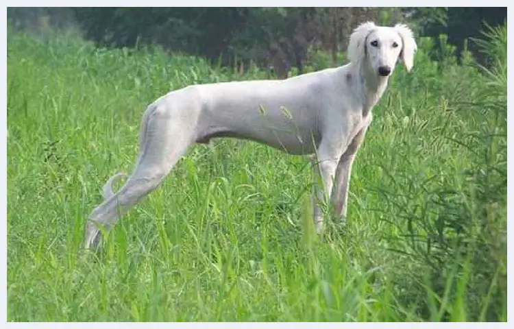 郎世宁画笔下的中国猎犬 | 书画知识