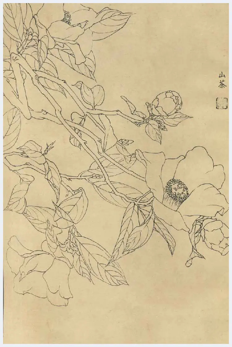 百花图谱大全【白描画】 | 书画资料