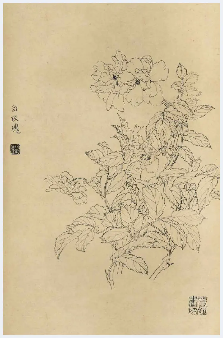 百花图谱大全【白描画】 | 书画资料