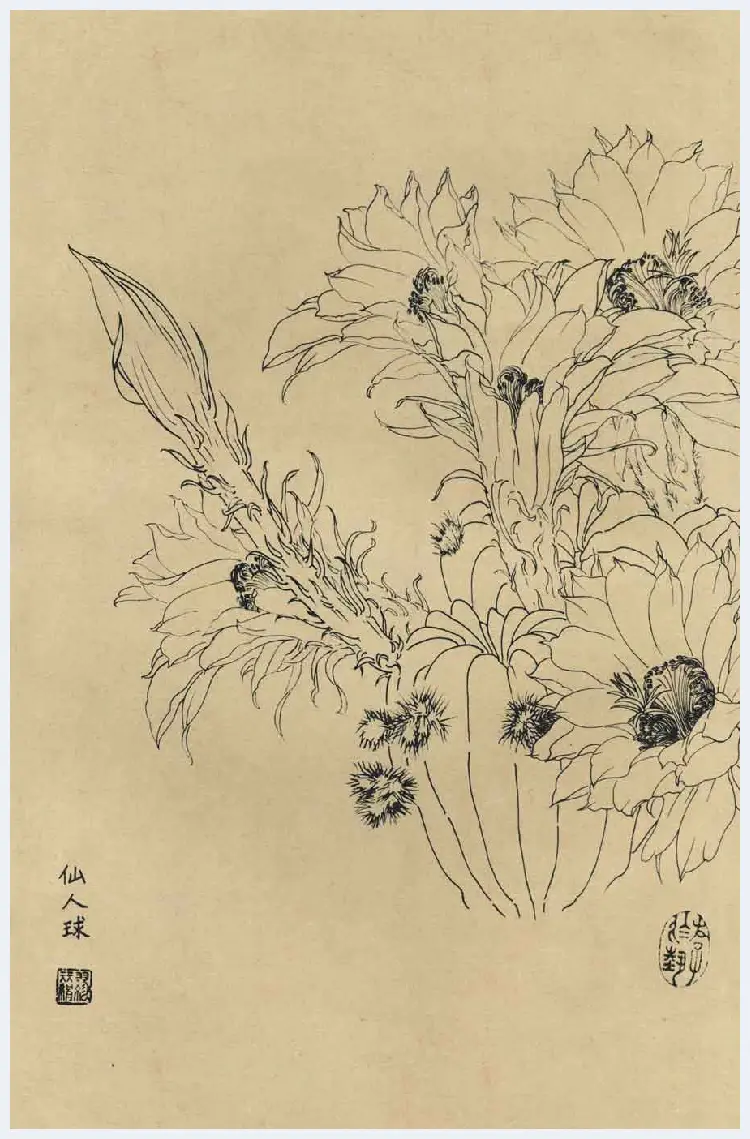 百花图谱大全【白描画】 | 书画资料