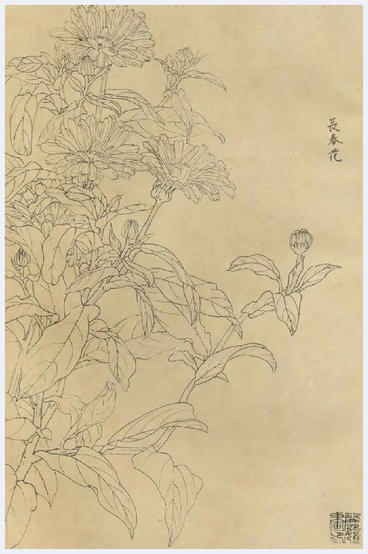 百花图谱大全【白描画】 | 书画资料