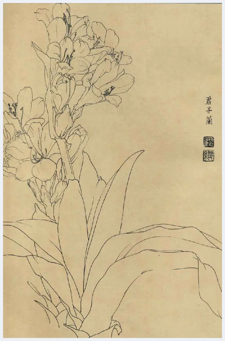 百花图谱大全【白描画】 | 书画资料