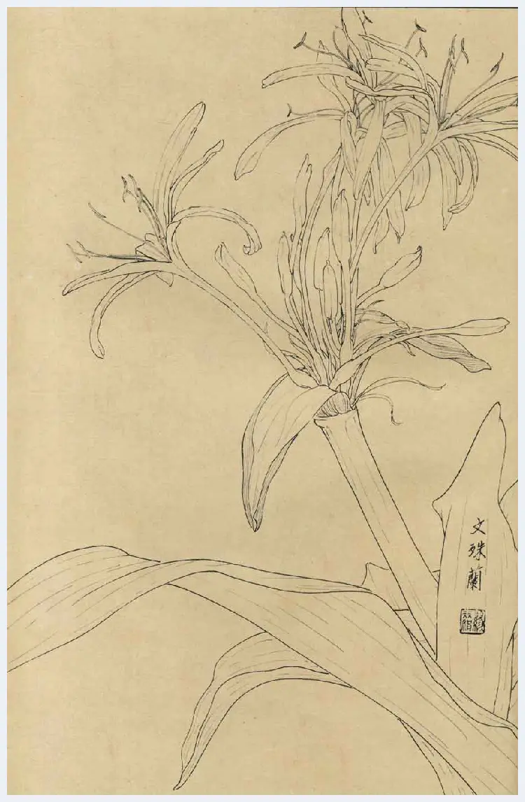 百花图谱大全【白描画】 | 书画资料