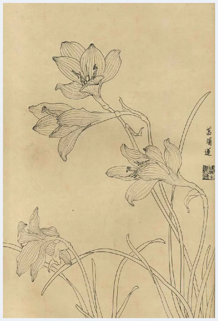 百花图谱大全【白描画】 | 书画资料