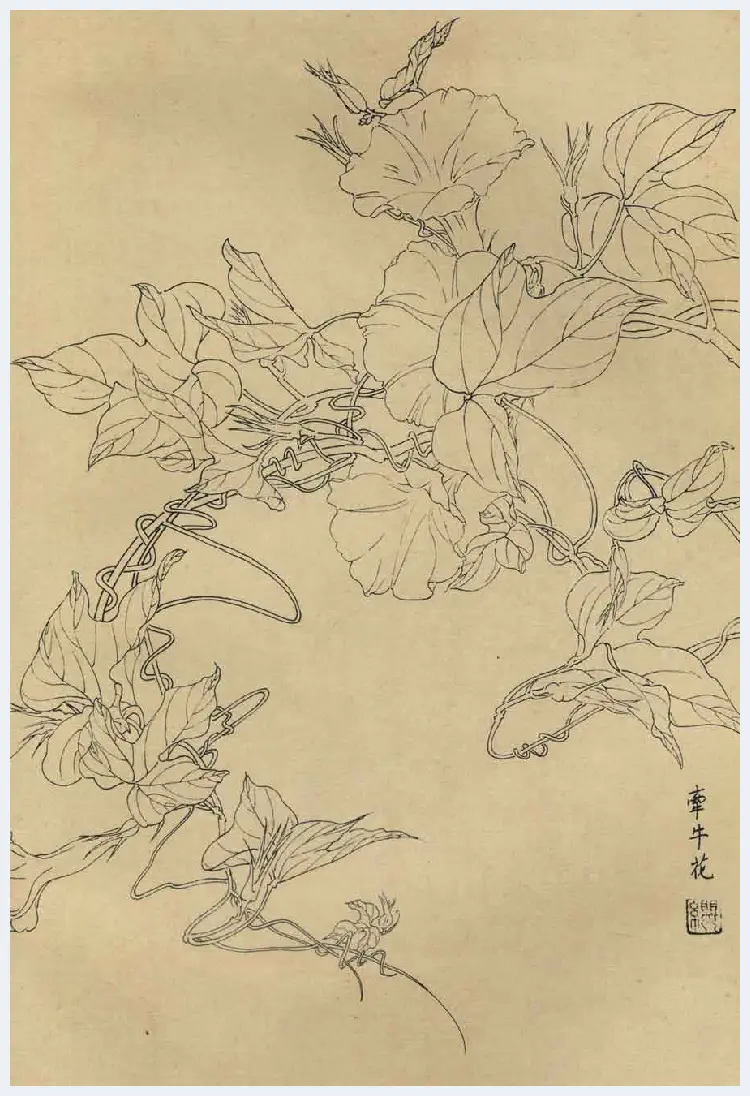 百花图谱大全【白描画】 | 书画资料