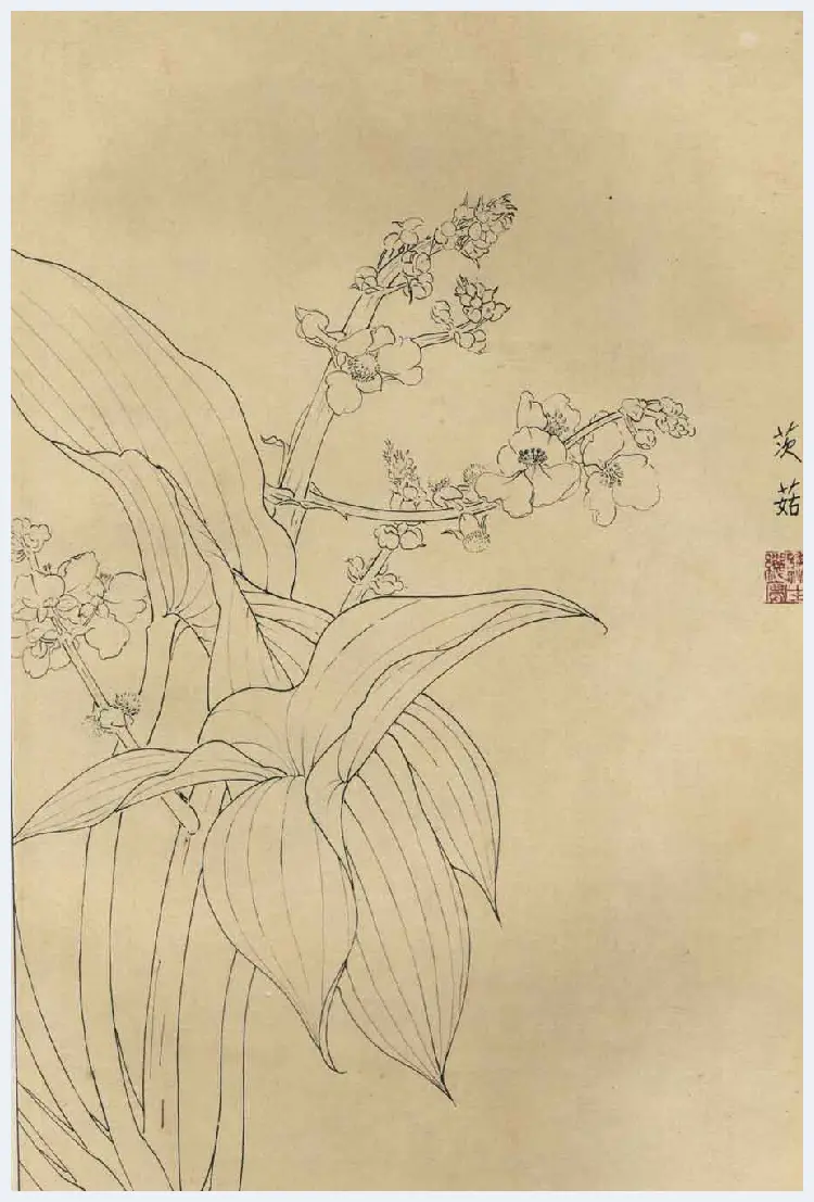 百花图谱大全【白描画】 | 书画资料