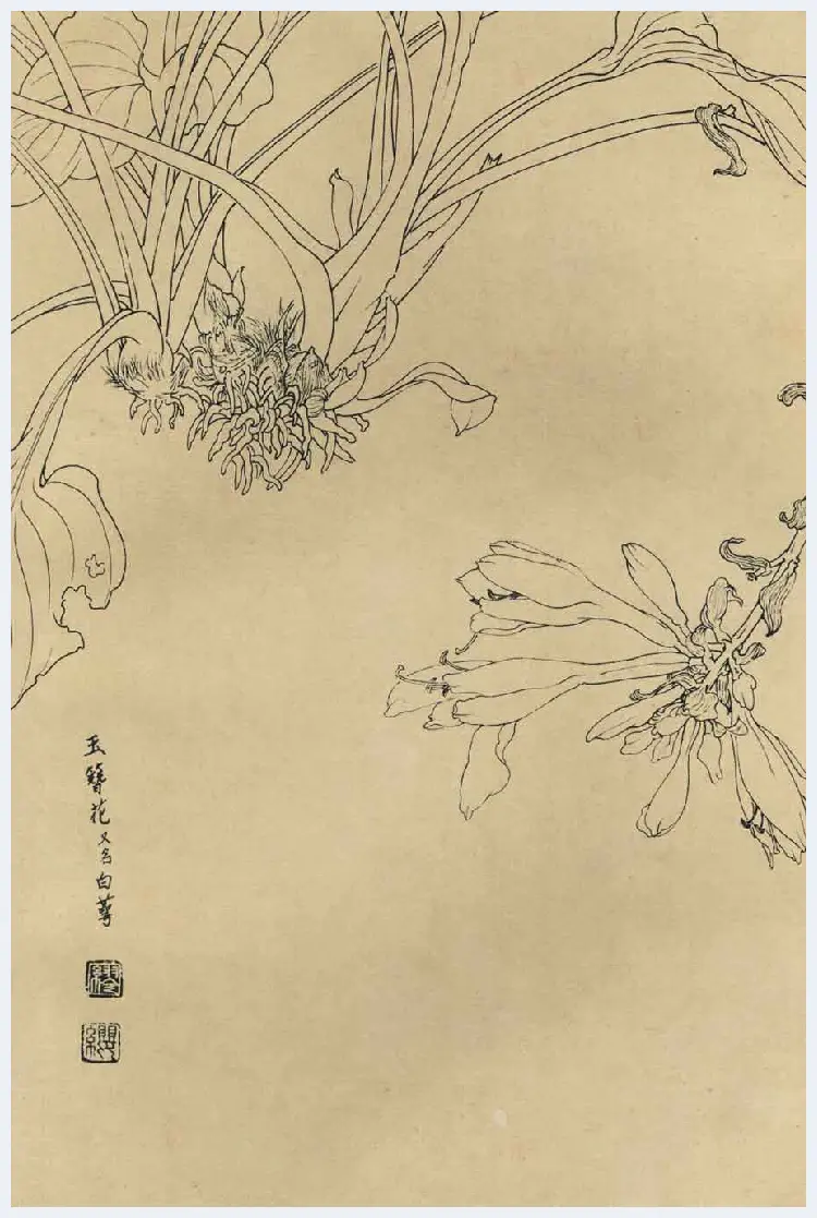 百花图谱大全【白描画】 | 书画资料