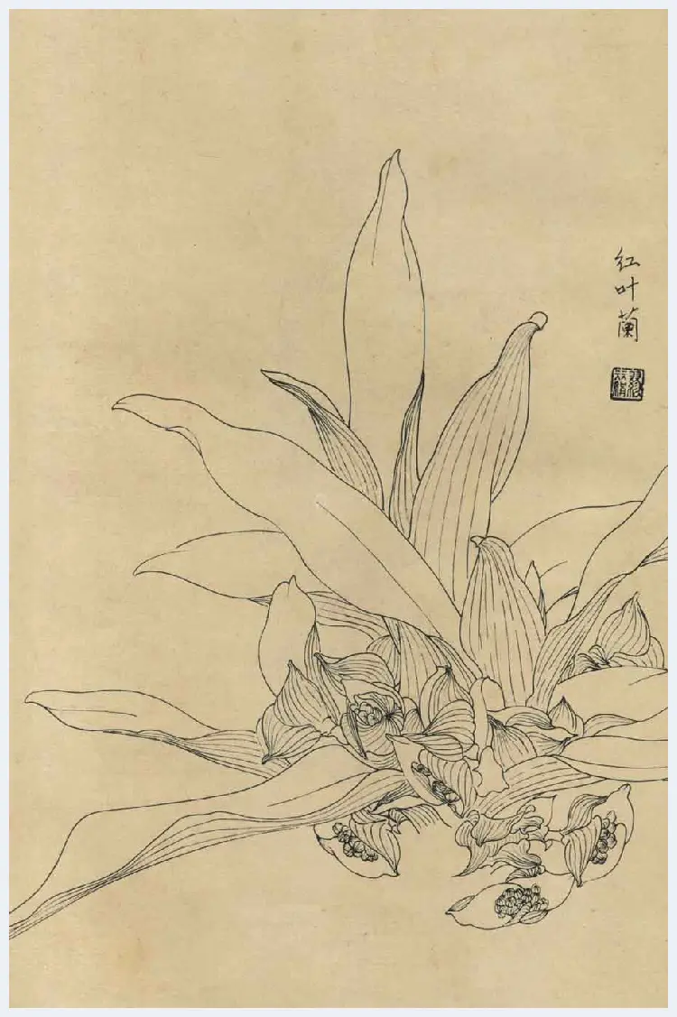 百花图谱大全【白描画】 | 书画资料