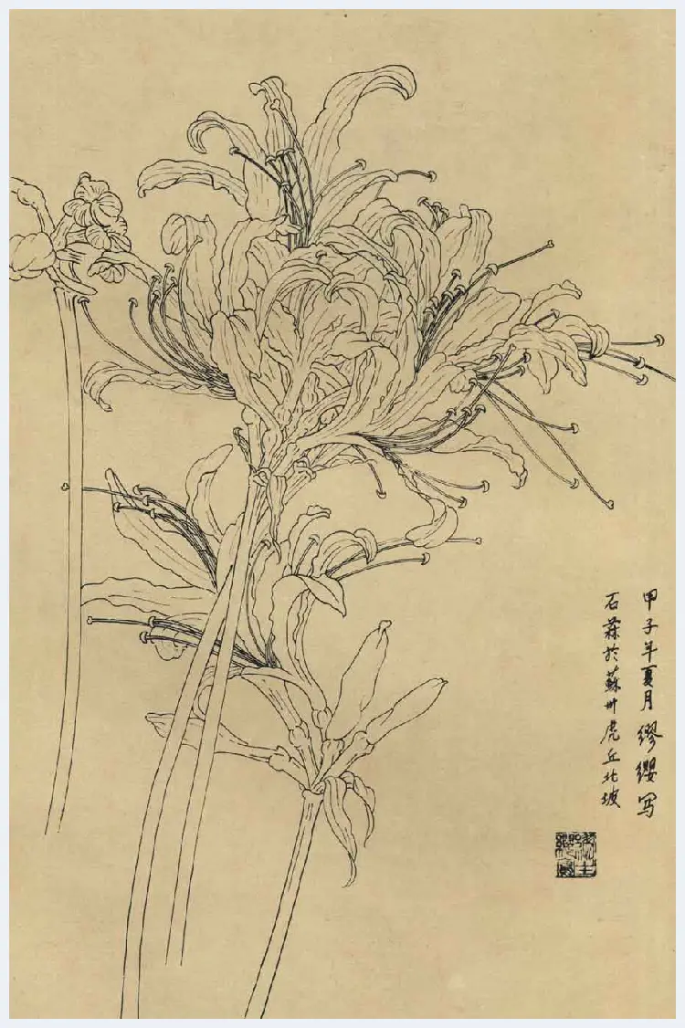 百花图谱大全【白描画】 | 书画资料