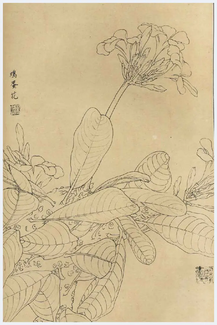 百花图谱大全【白描画】 | 书画资料