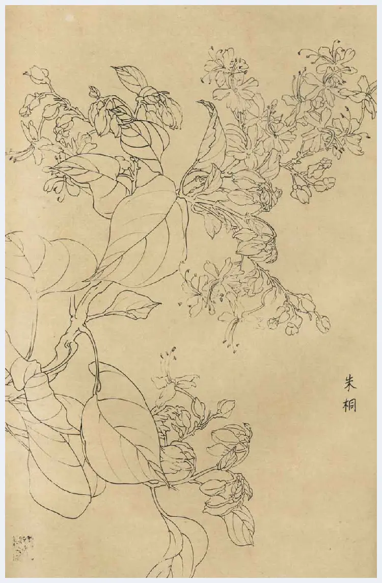 百花图谱大全【白描画】 | 书画资料