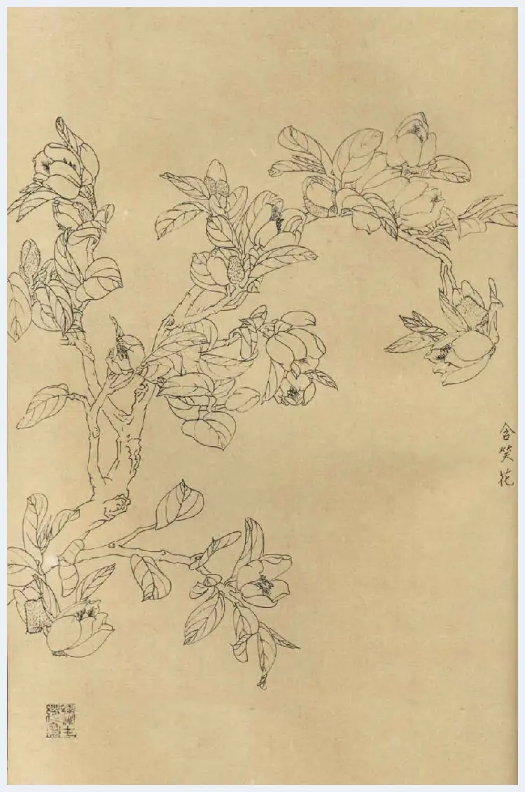 百花图谱大全【白描画】 | 书画资料