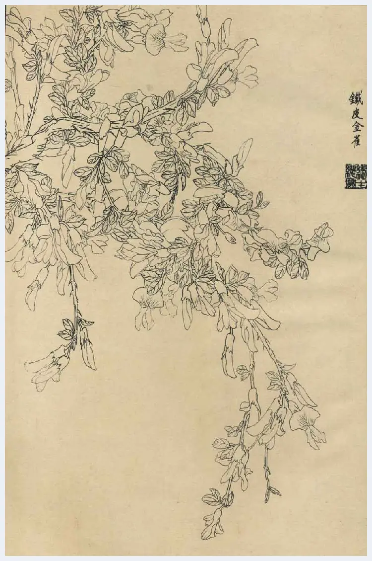 百花图谱大全【白描画】 | 书画资料