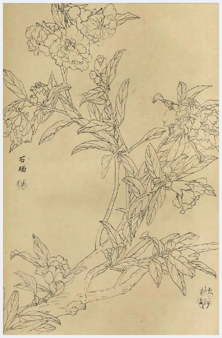 百花图谱大全【白描画】 | 书画资料