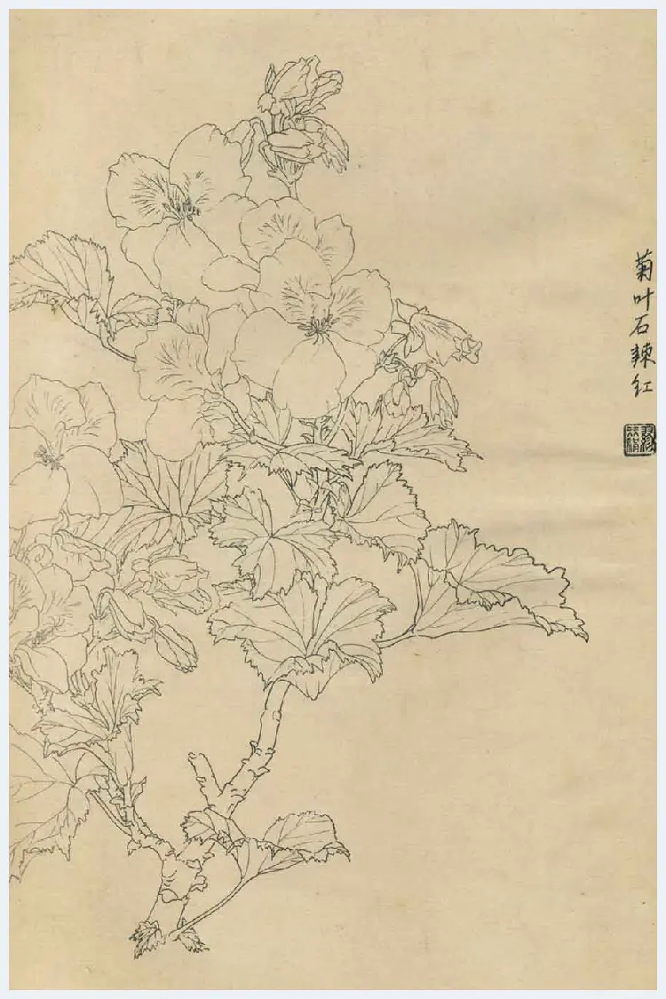 百花图谱大全【白描画】 | 书画资料