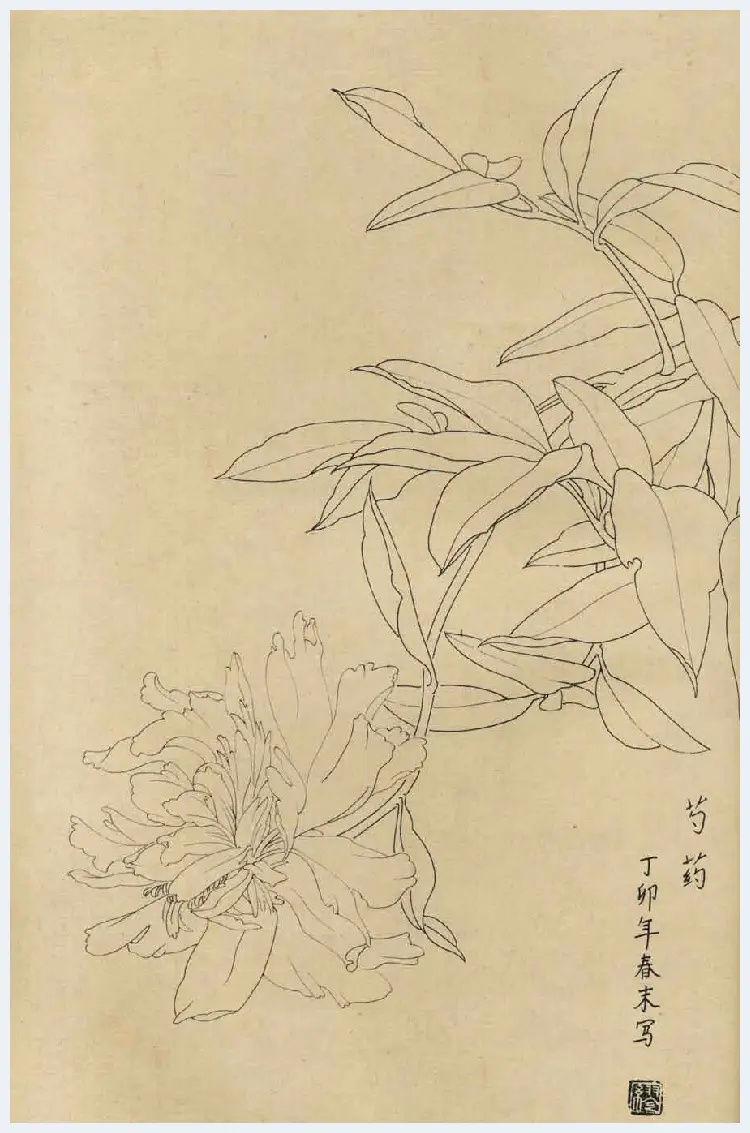 百花图谱大全【白描画】 | 书画资料