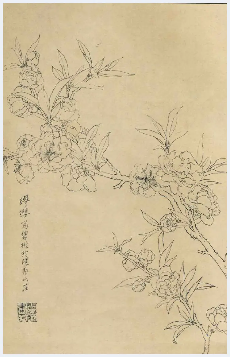 百花图谱大全【白描画】 | 书画资料