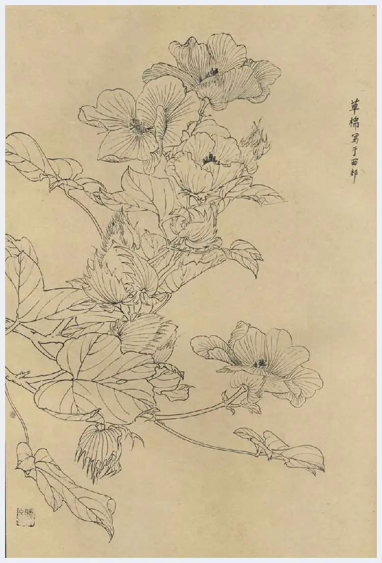 百花图谱大全【白描画】 | 书画资料